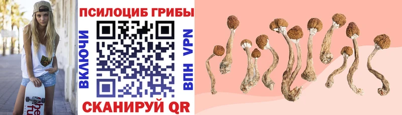 ссылка на мегу ONION  Почеп  Псилоцибиновые грибы Magic Shrooms 